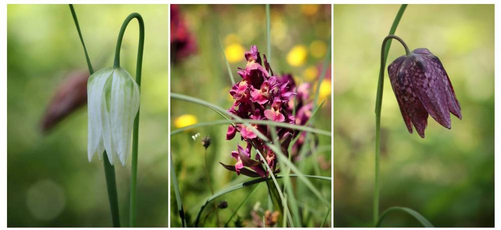 Blommor i Höckböle